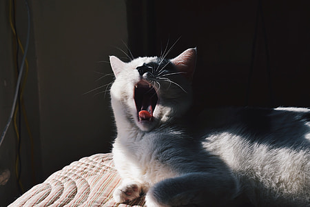 white and black yawning cat thumbnail