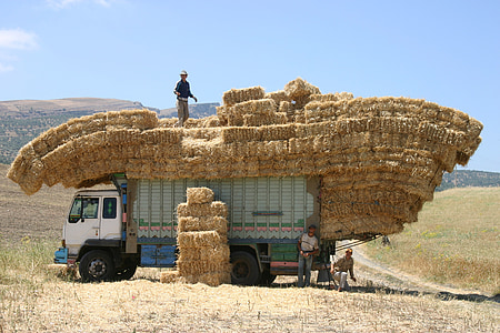 man standing top of truck with hays thumbnail
