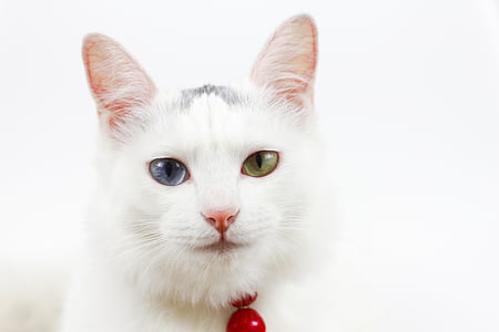 white Persian cat thumbnail