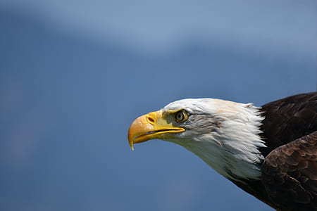black and white eagle thumbnail