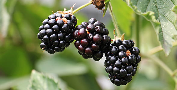 selective focus photography of three berries thumbnail