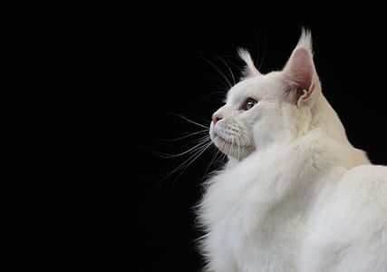 white cat against black background thumbnail