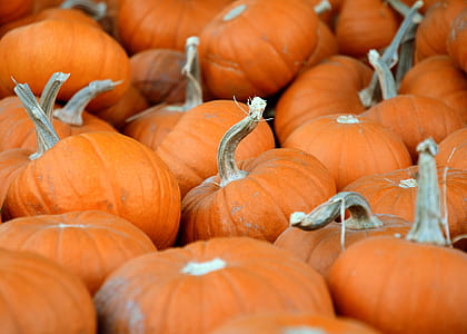 pile of pumpkins thumbnail