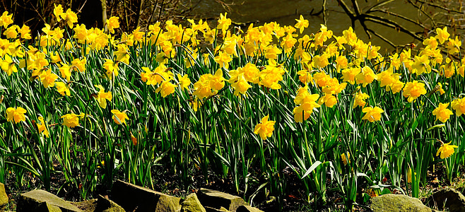 yellow petaled flowers thumbnail
