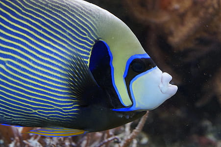 blue, white, and green fish thumbnail