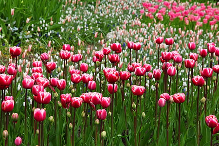 photo of pink petaled flowers thumbnail