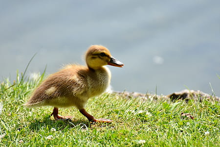 duckling on grass near body of water thumbnail