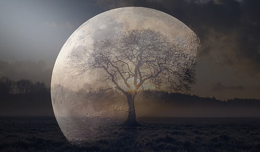 optical illusion photo of tree and moon thumbnail