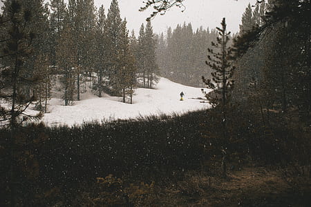 landscape photography of grass and trees thumbnail