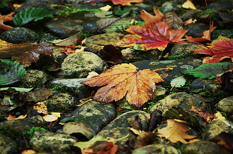 assorted-color leaves thumbnail