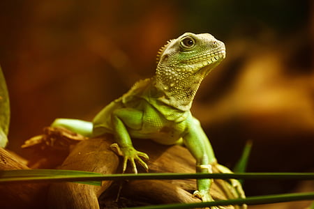 close photo of green iguana thumbnail