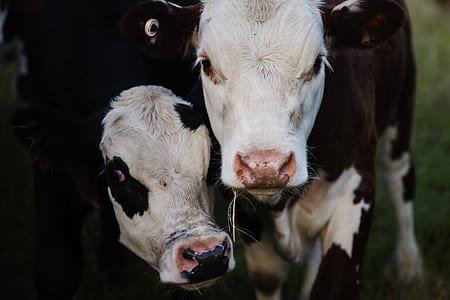 Close-up Photography of Cows thumbnail