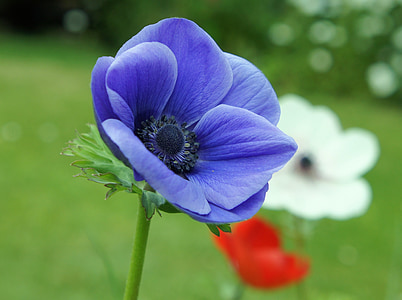 selective focus photography of blue anemone flower thumbnail