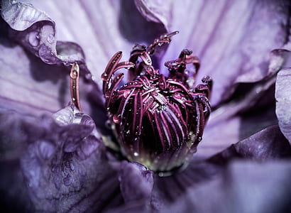 microphotography of purple petaled flower thumbnail