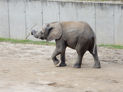 Elephant, Baby Elephant thumbnail