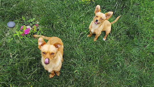 two brown dogs facing upwars thumbnail