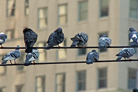 flock of pigeons thumbnail