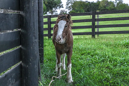 Photo of White and Brown Horse thumbnail