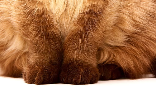 focus photo of cat paws thumbnail