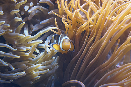 underwater photography of clownfish thumbnail
