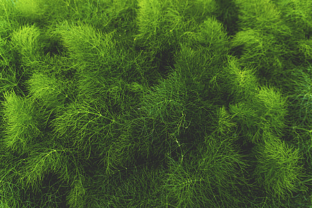 green grass thumbnail