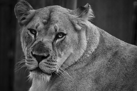 grayscale photo of tiger thumbnail