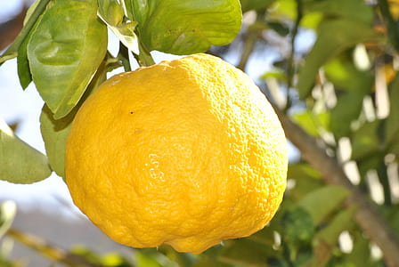 selective focus photo of lemon fruit thumbnail