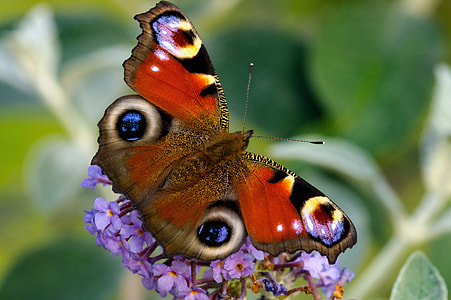 selective focus photography of red and brown butterfly perched on purple petaled flower thumbnail
