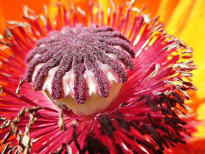 red and white poppy seed thumbnail