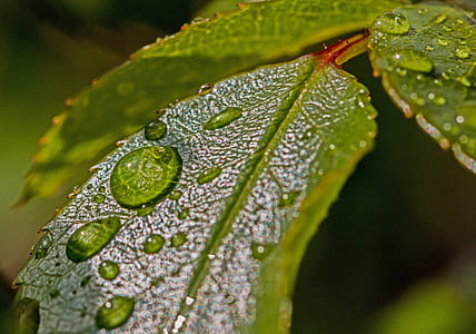closeup selective focus photography of water droplets on green leaf thumbnail