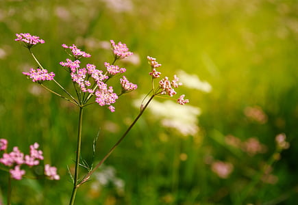 pink flowers in shallow focus shot thumbnail