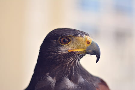 black bird in tilt shift photography thumbnail