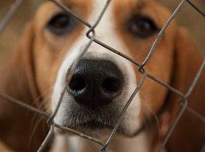 selective focus photography of tricolor beagle nose through chain link fence thumbnail
