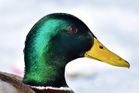 macro photography of mallard duck thumbnail