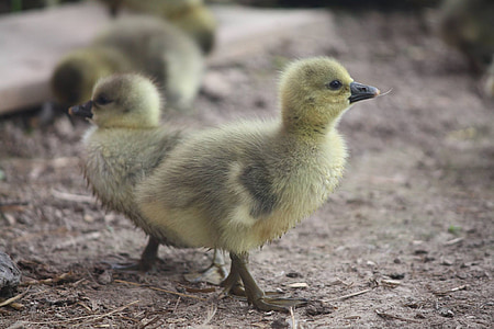 two yellow ducklings thumbnail