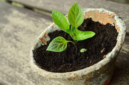 green leaf plant on brown and gray pot thumbnail