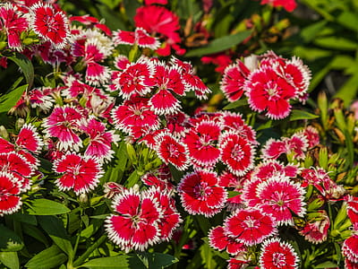 Shallow Focus Photography Of Red Flowers thumbnail
