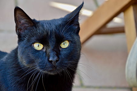 adult bombay cat thumbnail