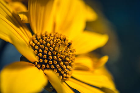 macro photography of yellow flower thumbnail