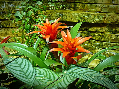 photography of guzmania flowers thumbnail