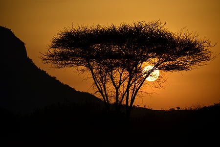 silhouette photography of trees during golden hour thumbnail