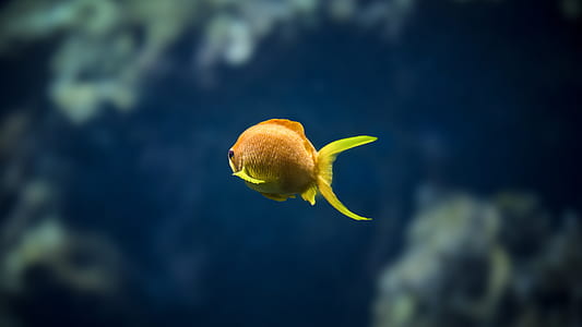 selective focus of yellow cichlid underwater photography thumbnail