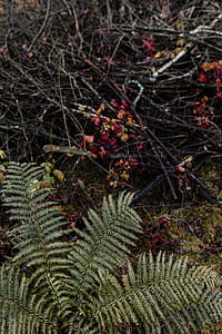Autumn walk to the forest in foggy weather thumbnail