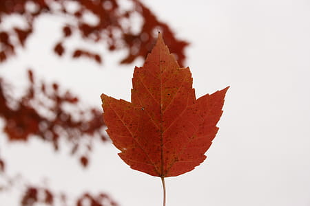Maple Leaf thumbnail