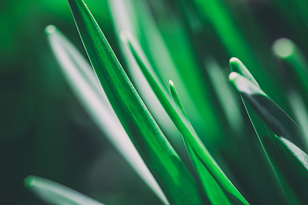 Fresh green plant texture shoots growing in the spring time sunshine thumbnail