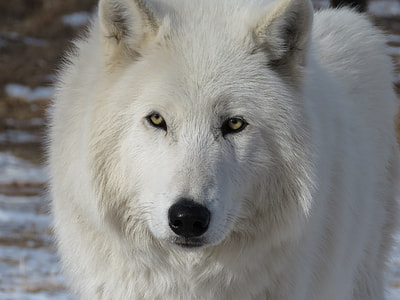focus photography of white wolf thumbnail