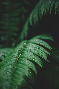 green plant leaves thumbnail