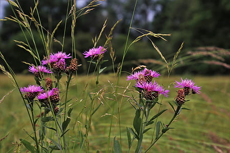 purple flowers thumbnail