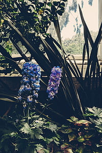 nature, flowers, garden, petals thumbnail