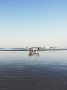 white animal traveling near a body of water thumbnail